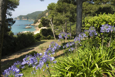 Clotilde et l'agapanthe - _dsc1258agapantos-boadella.JPG